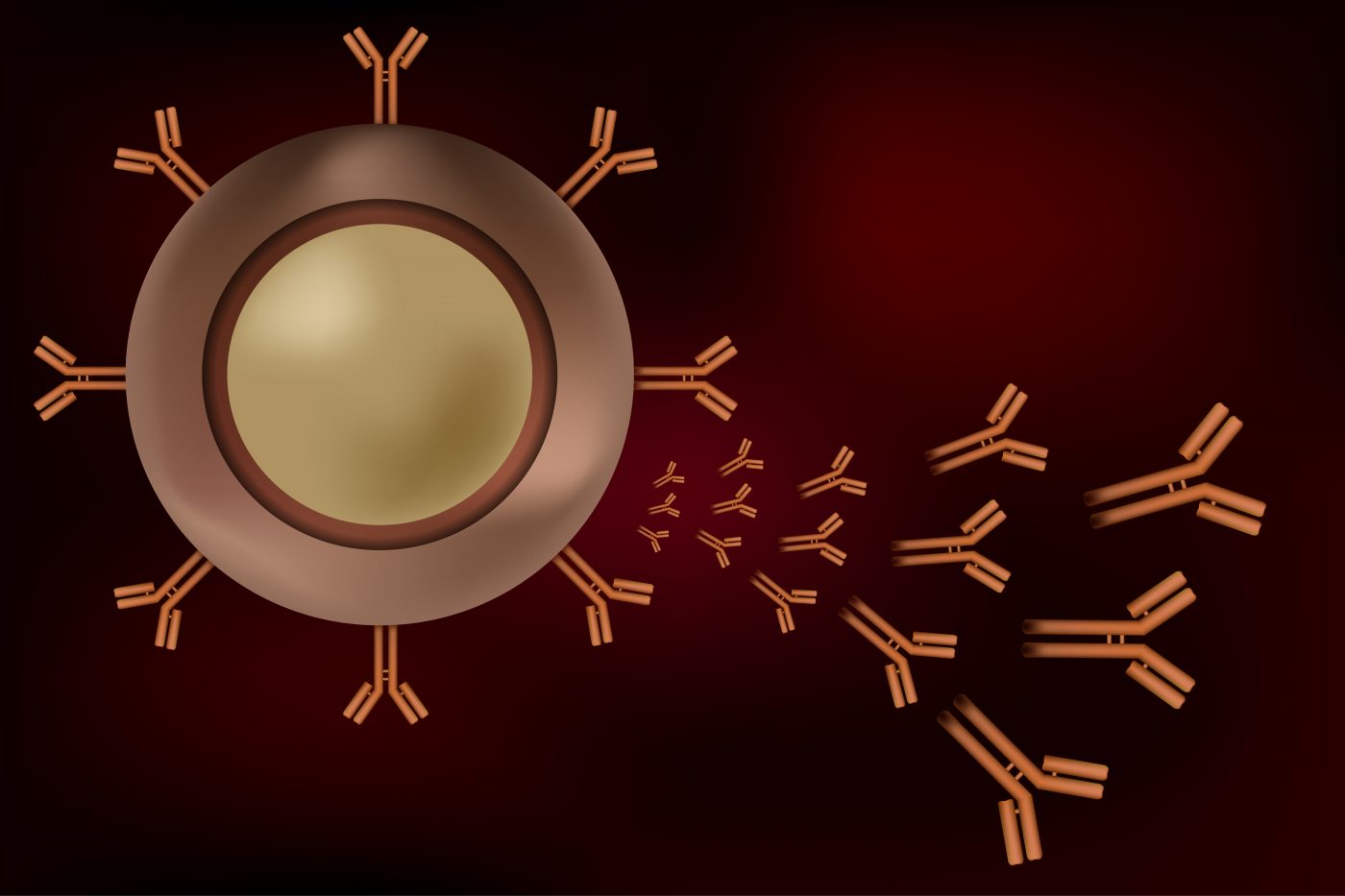 b cell rich t cell lymphoma