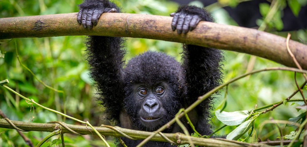Gorilla Bites May Transmit Viruses Involved in Lymphoma, Leukemia Development, Researchers Say