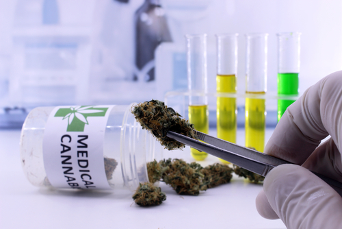 Volcani Center to Request Patent Coverage for Cannabis-based CTCL Therapy
